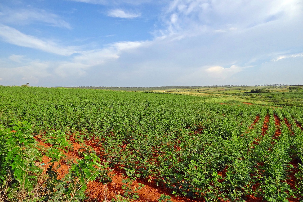 The Connection Between Healthy Soils and Biodiversity